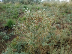 Halimodendron halodendron