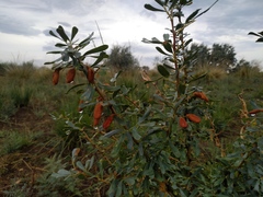 Halimodendron halodendron