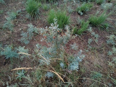 Halimodendron halodendron