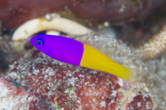 Royal Dottyback photo 3