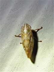 Aphrophora saratogensis