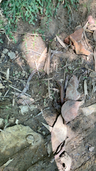 Sphenomorphus indicus