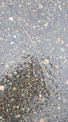 Aporrectodea