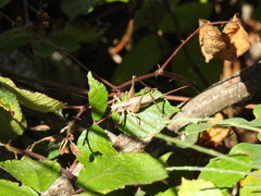 Antaxius spinibrachius