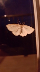 Protitame virginalis