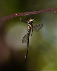 Macromidia rapida