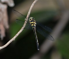 Macromidia rapida