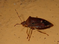 Cantheconidea cyanacantha