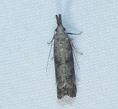 Dichomeris inversella