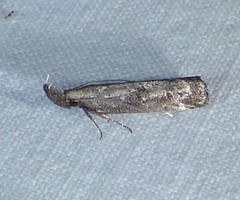 Dichomeris inversella