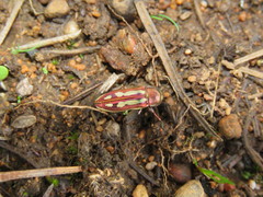 Castiarina crocicolor