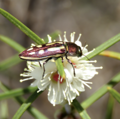 Castiarina crocicolor