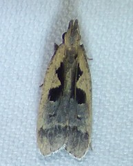 Dichomeris bilobella