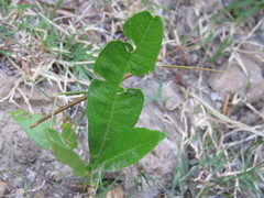 Phasmatinae