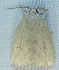 Amolita obliqua