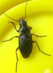 Calathus erratus