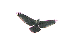 Geranoaetus polyosoma polyosoma