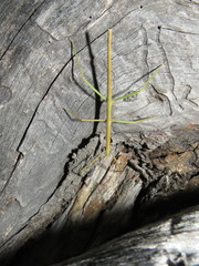Phasmatinae