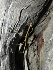 Phasmatinae