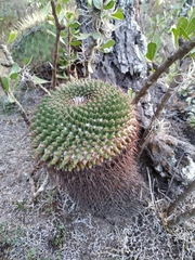 Mammillaria gigantea
