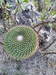 Mammillaria gigantea