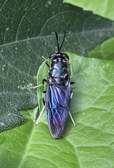 Hermetia illucens