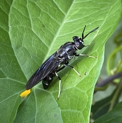 Hermetia illucens
