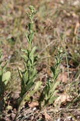 Aster amellus bessarabicus