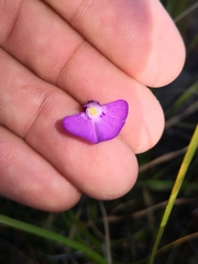 Utricularia uniflora