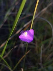 Utricularia uniflora