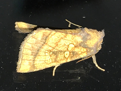 Papaipema harrisii