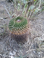 Mammillaria gigantea