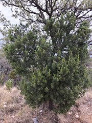Pinus cembroides bicolor