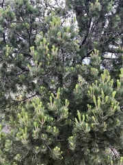 Pinus cembroides bicolor
