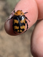 Euphoria fascifera