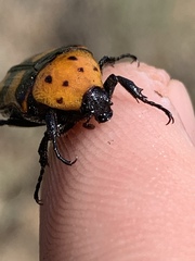 Euphoria fascifera