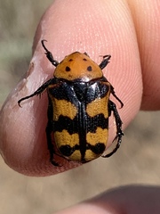 Euphoria fascifera