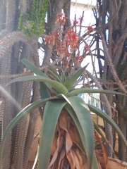 Aloe imalotensis imalotensis