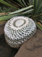 Mammillaria chionocephala