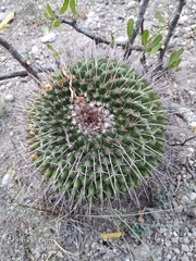 Mammillaria gigantea