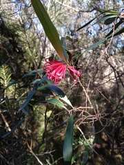 Grevillea oleoides