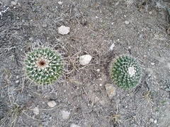 Mammillaria gigantea