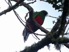 Pharomachrus fulgidus