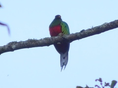 Pharomachrus fulgidus