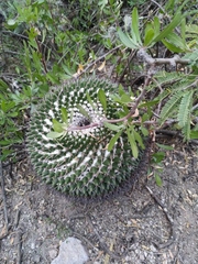 Mammillaria gigantea