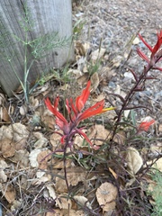 Castilleja subinclusa