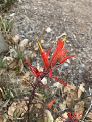 Castilleja subinclusa