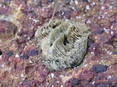 Trachymantis dentifrons