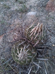 Echinofossulocactus dichroacanthus