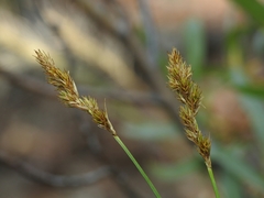 Carex specifica